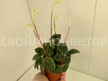 Пеперомия Lilian